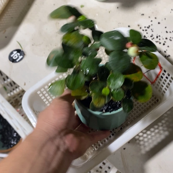 简***点完全开放一物一拍一物一拍100