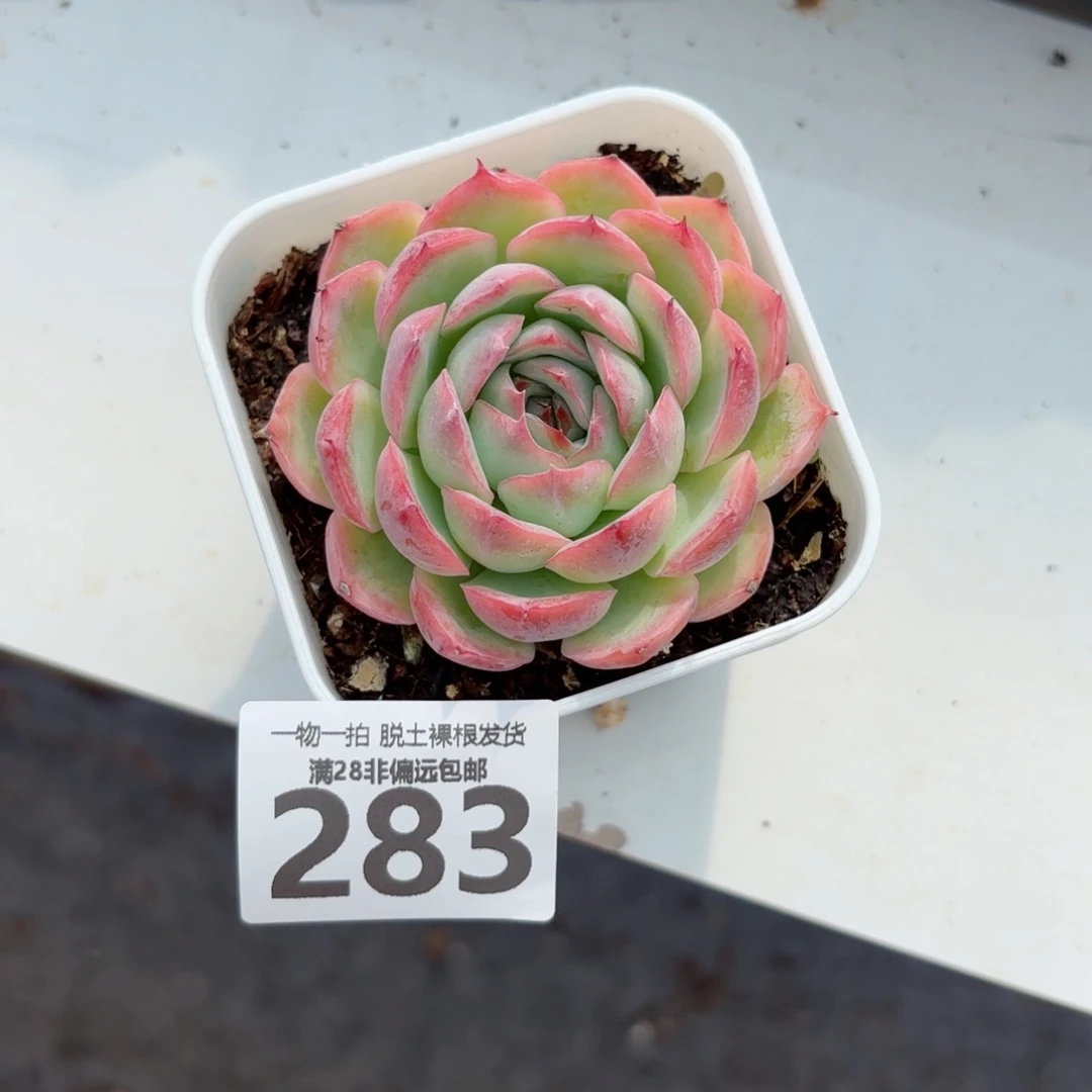 侧影单头无盆土发货