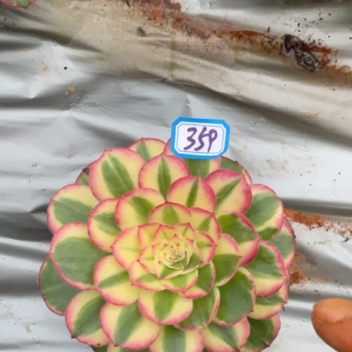 359万紫千红单头法师