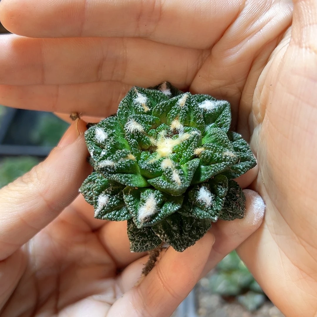 自根辛盾牡丹4.5公分