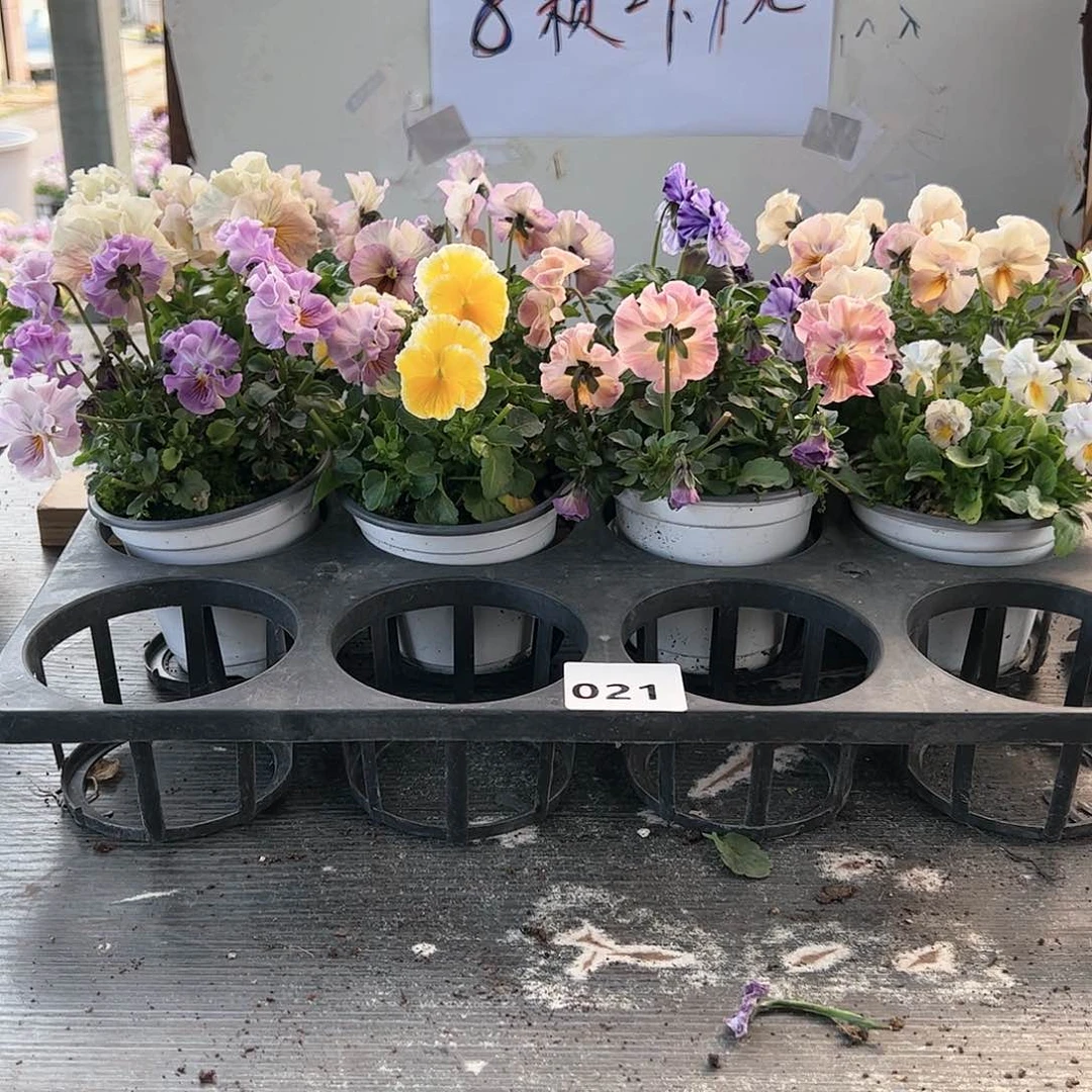 【闪购商品】021号