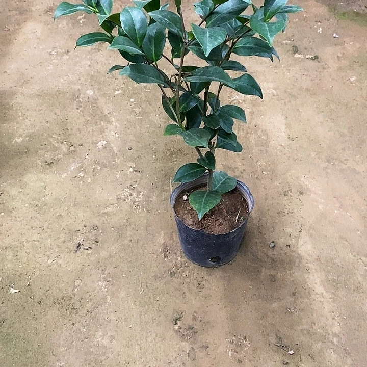 康寿桃。   60高。