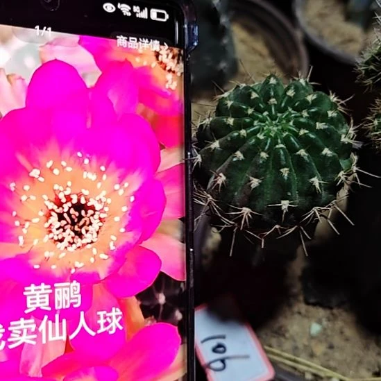黄鹂丽花侧芽5厘米左右福