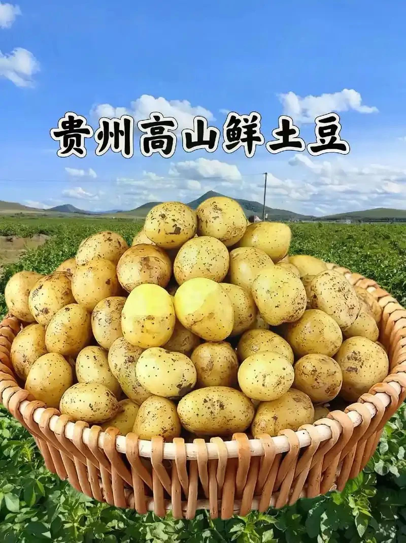 （陈玉兰推荐）贵州农家高山本地黄心土豆没有大棚土豆漂亮介意慎拍