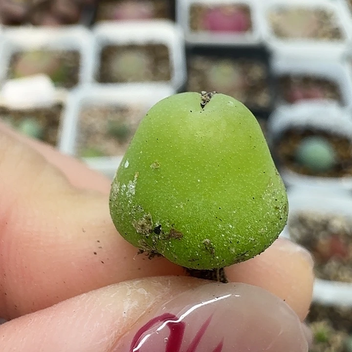 老马生石花1.3大葫芦922