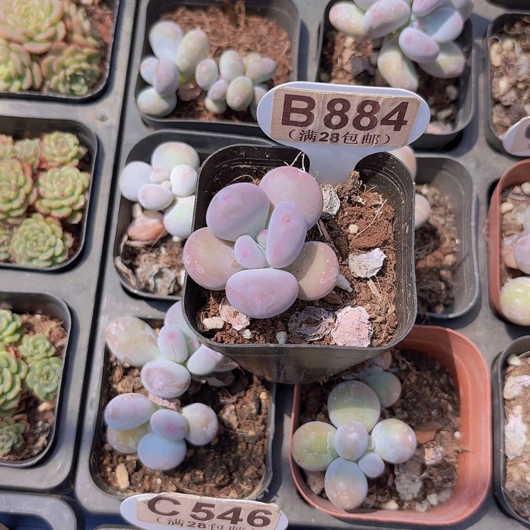 B884彩虹奶一物一拍