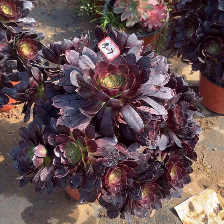 13-7赤焰莲有老伤处理不售后多肉