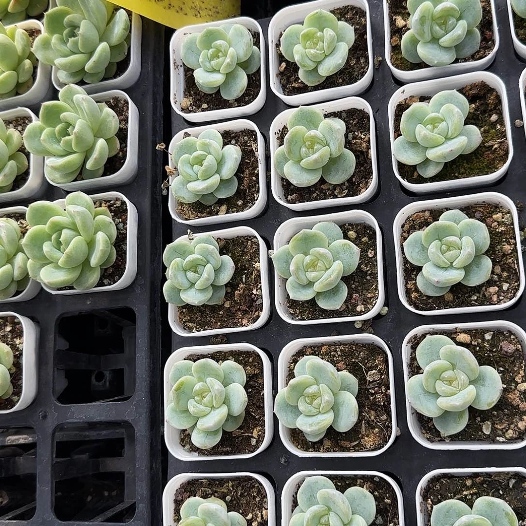 财富442 中苗盆外棚一个满25包邮