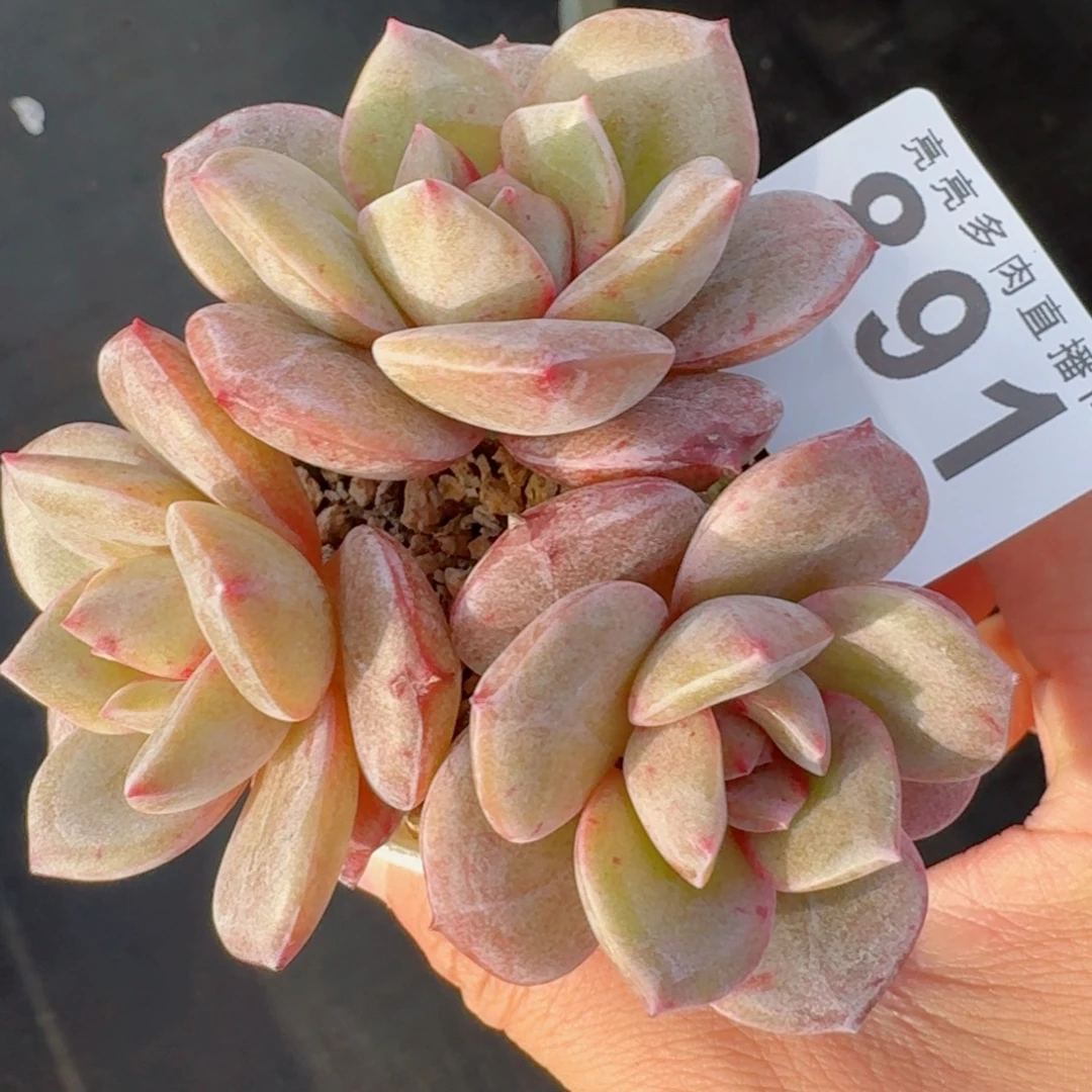 德国香槟老桩      愿你一路坦途，乘风破浪展宏图