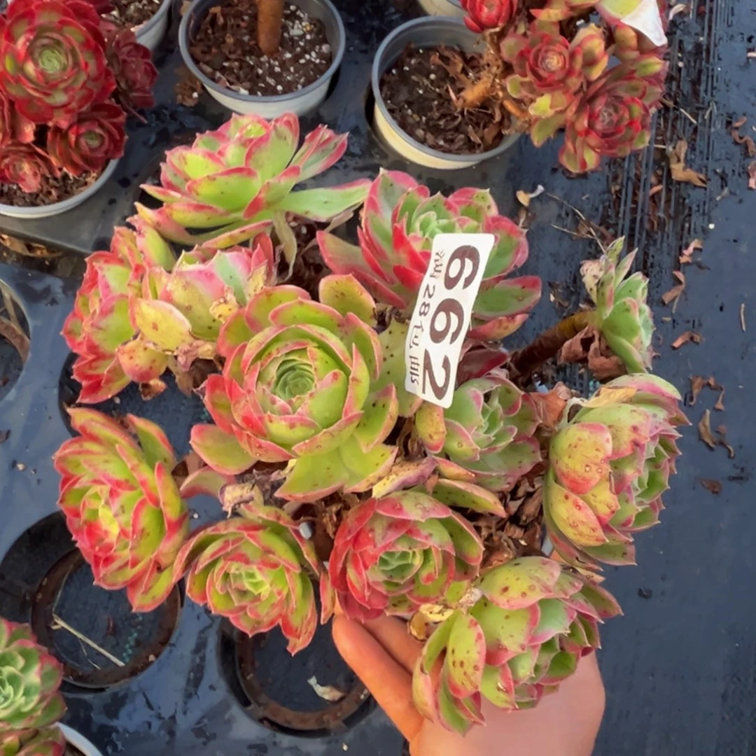 多肉植物662脱土的