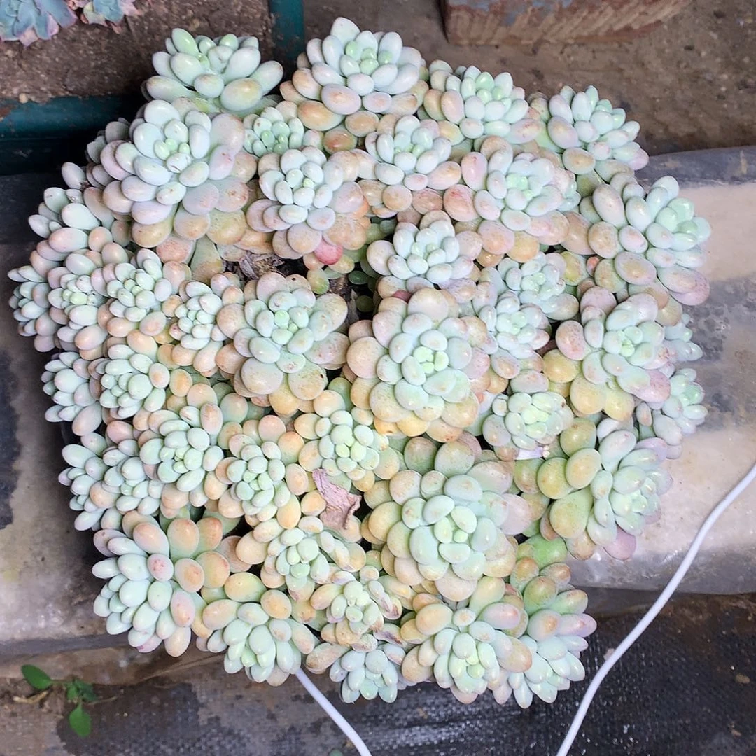 鱼子酱多肉一物一拍