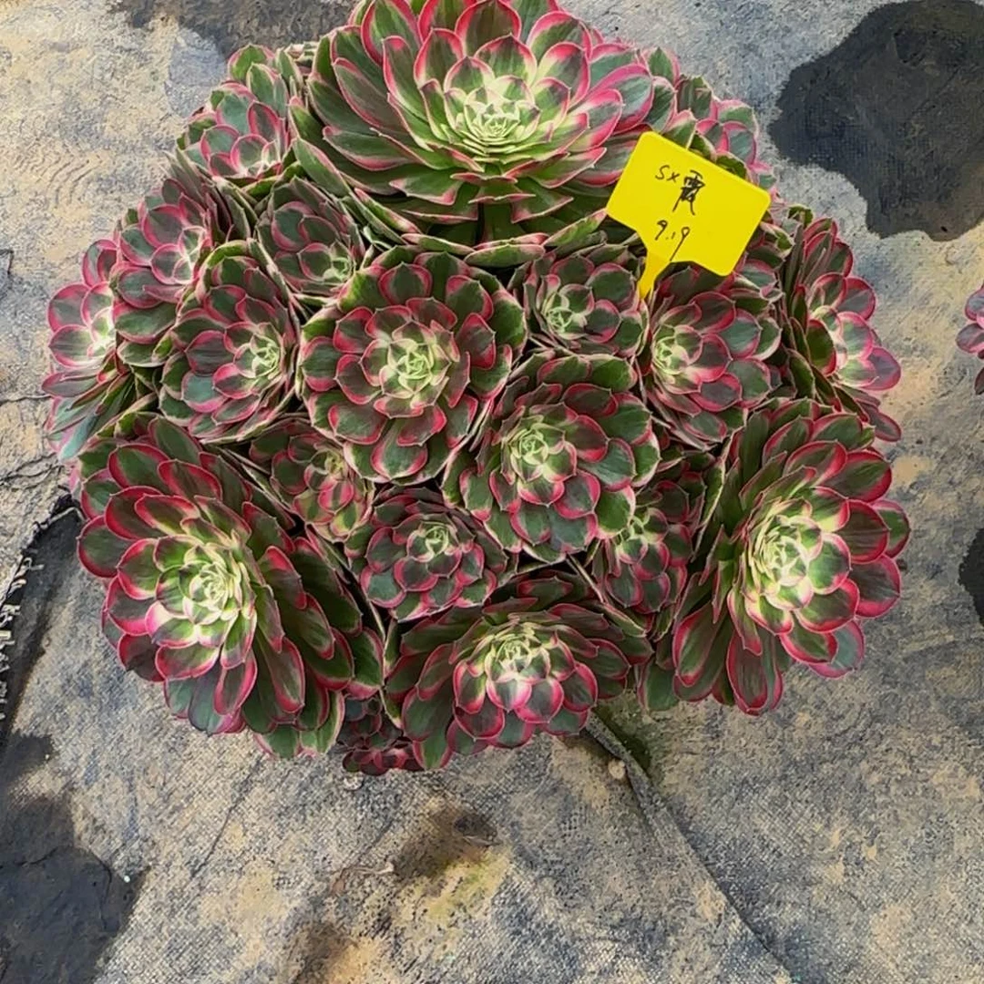 孔雀翎888888888888