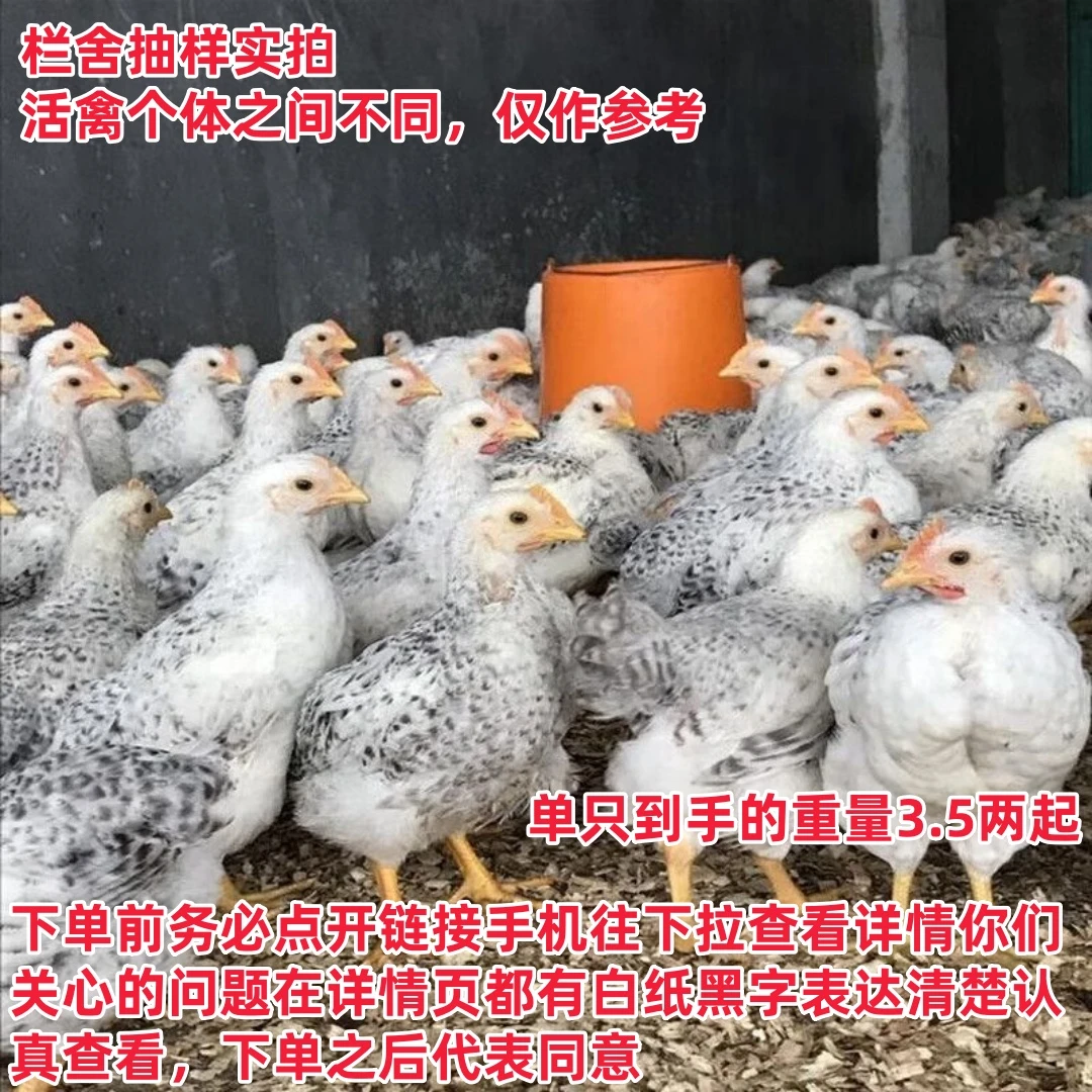 10只装白芦花鸡（单只到手的重量3.5两起）散养好看白芦花宠物鸡
