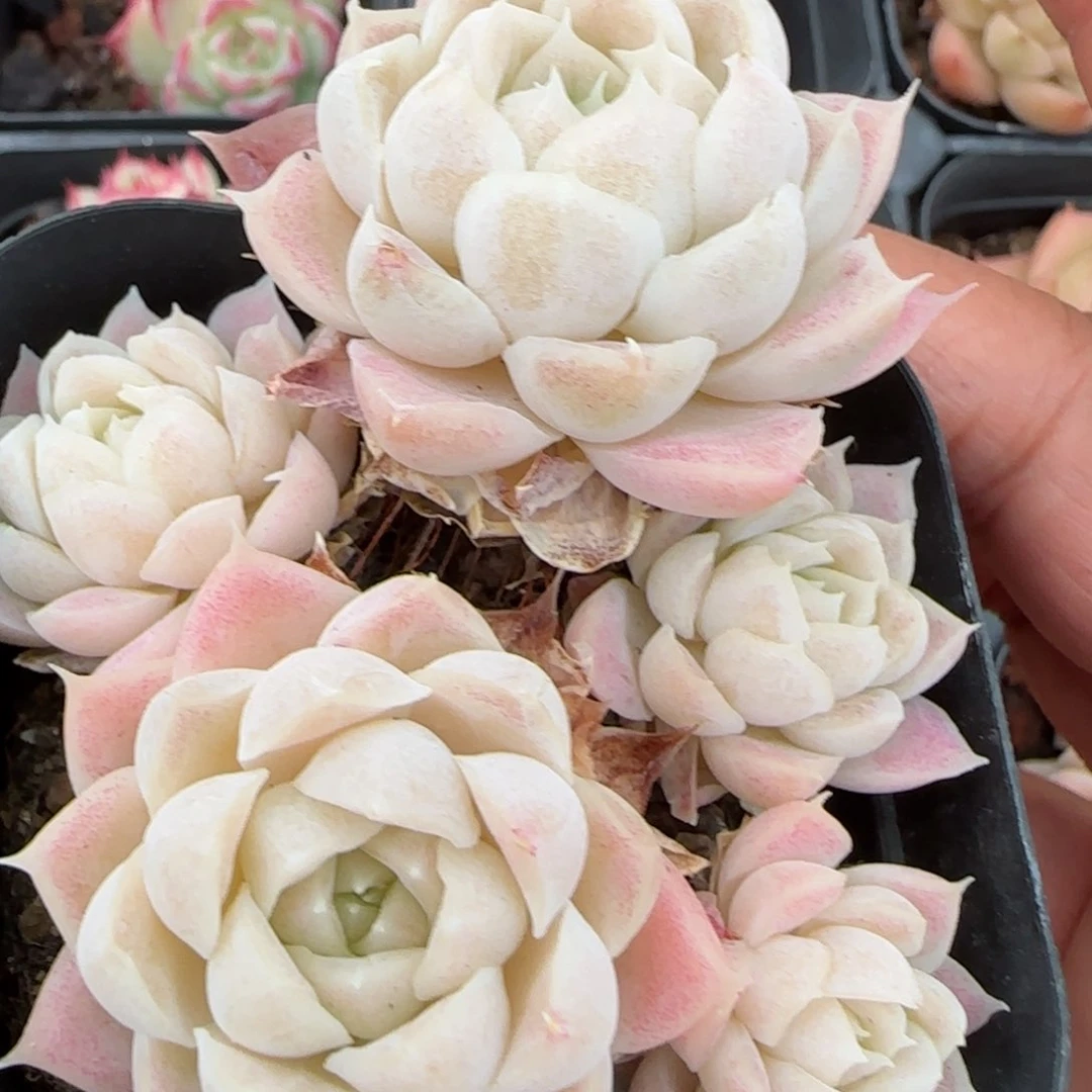 花语逸境0216-490月影散