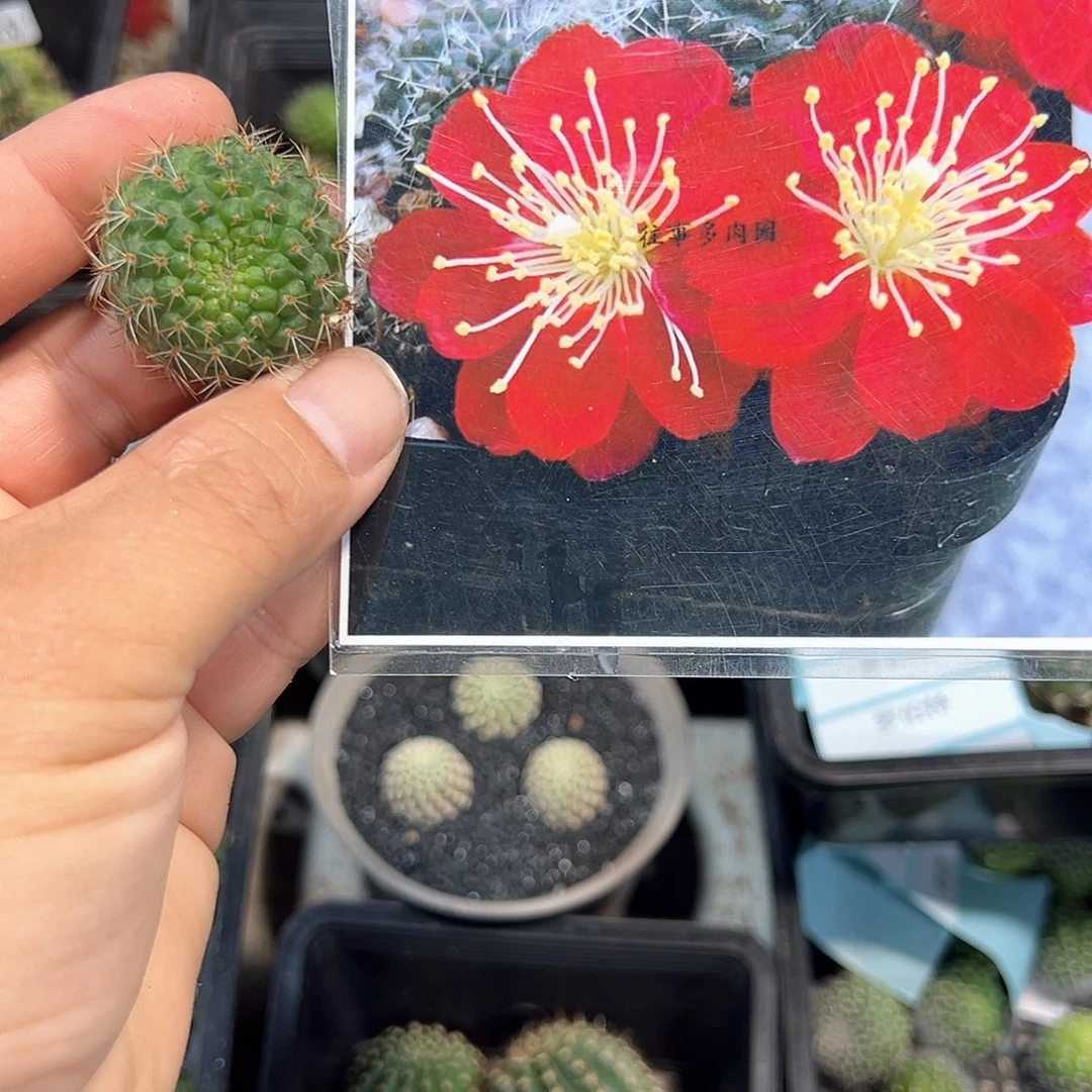 红梅球圆一颗侧芽往事