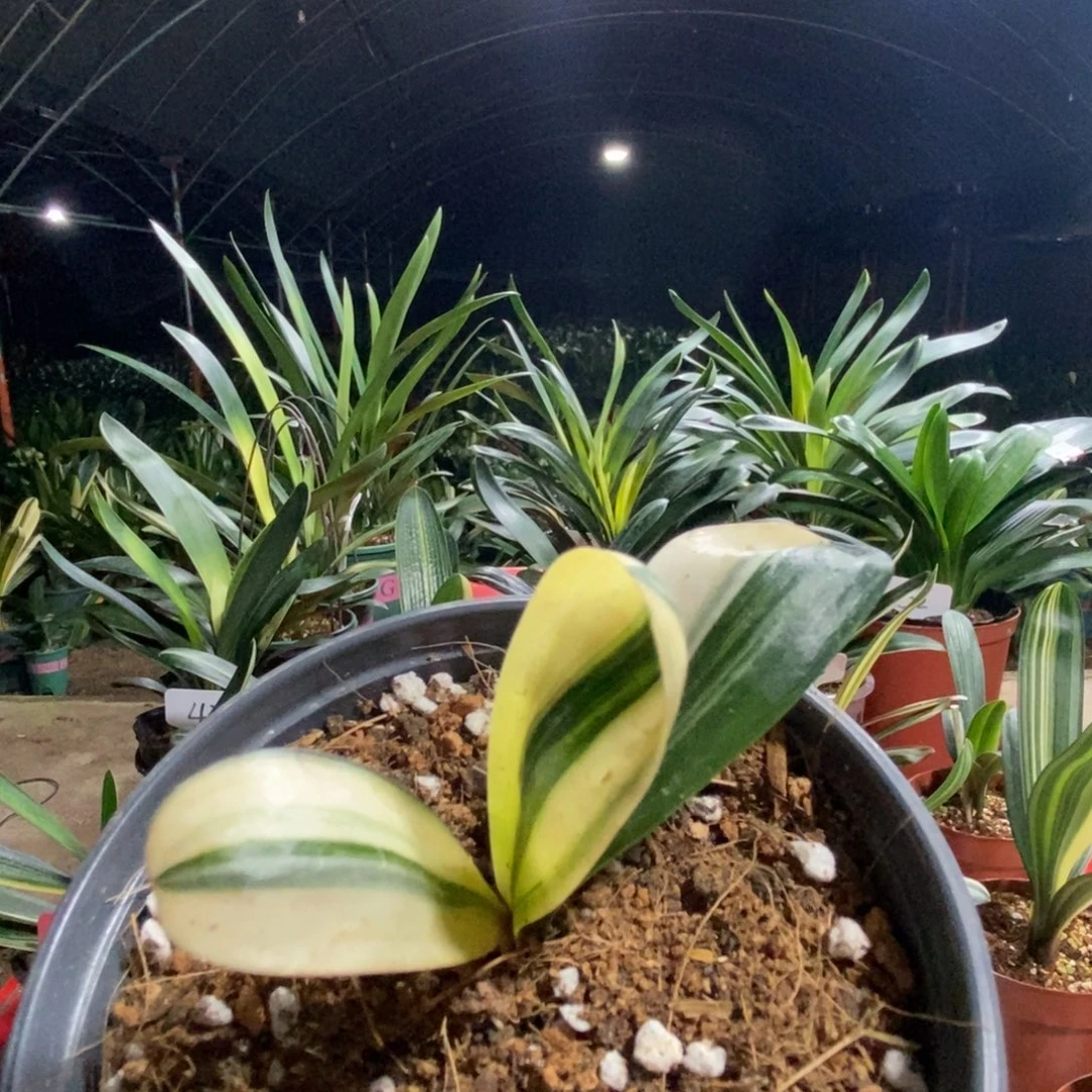 当前无花栽培后可以开花