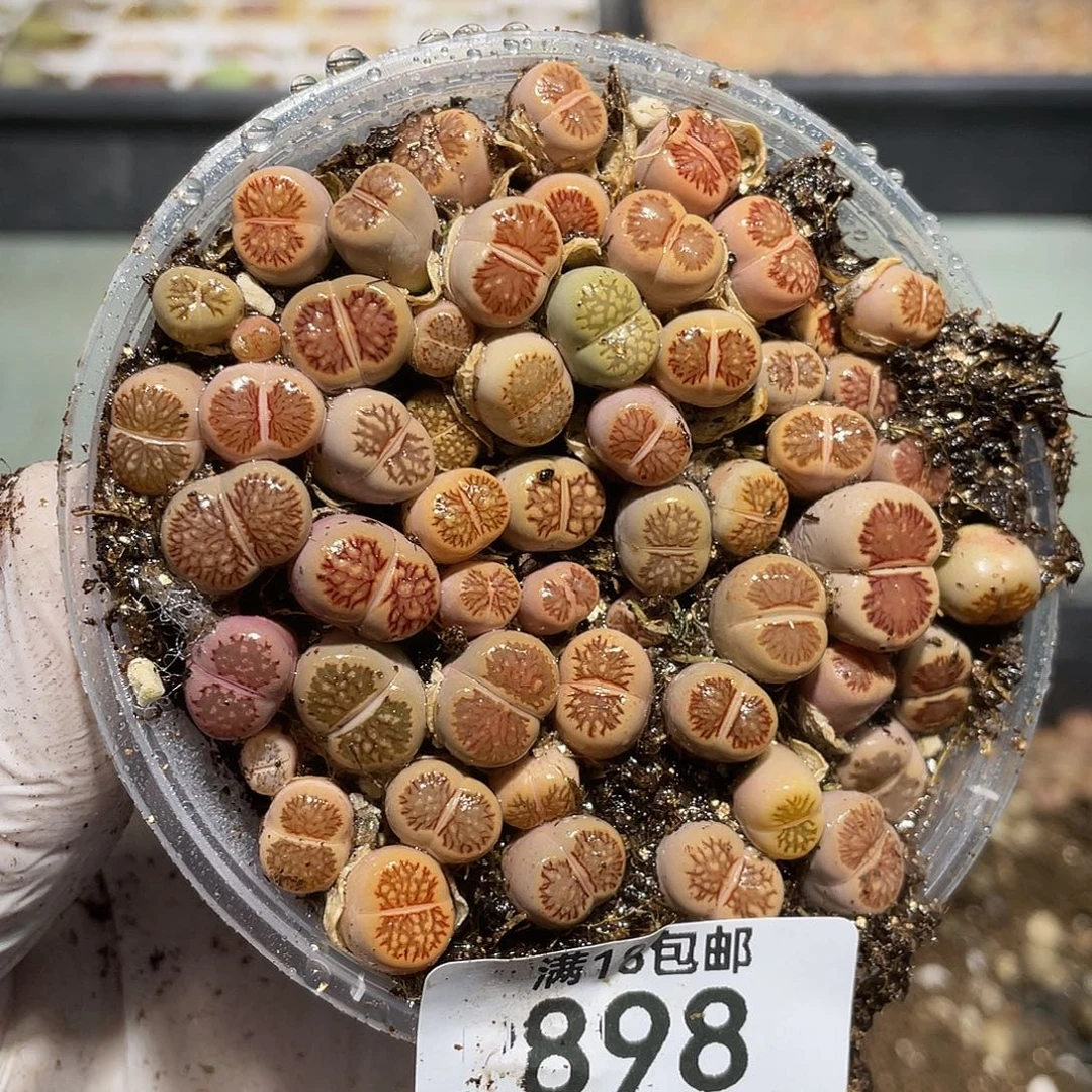 898当天凑满十八元包邮生石花