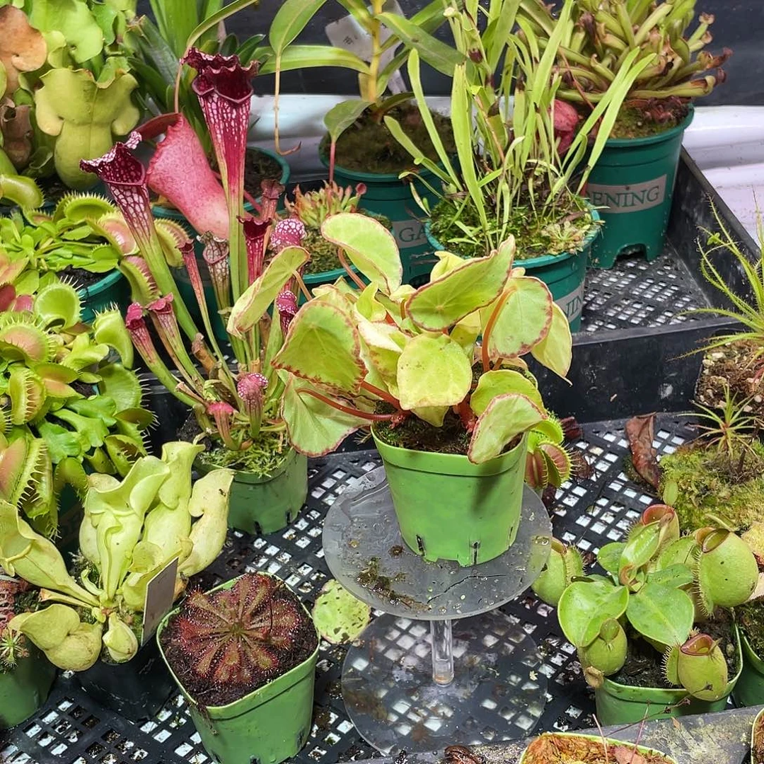 完全开放褐变钝叶秋海棠