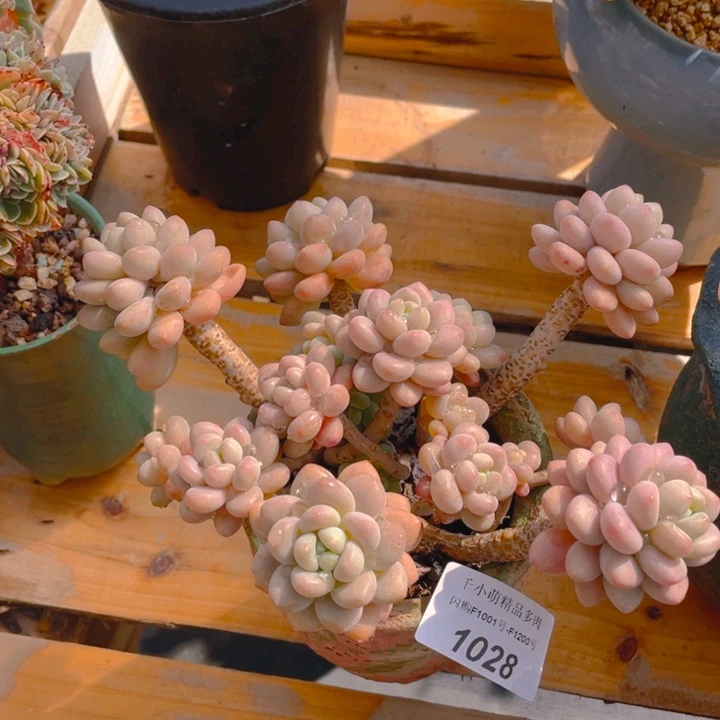 谢谢你的支持00000001028