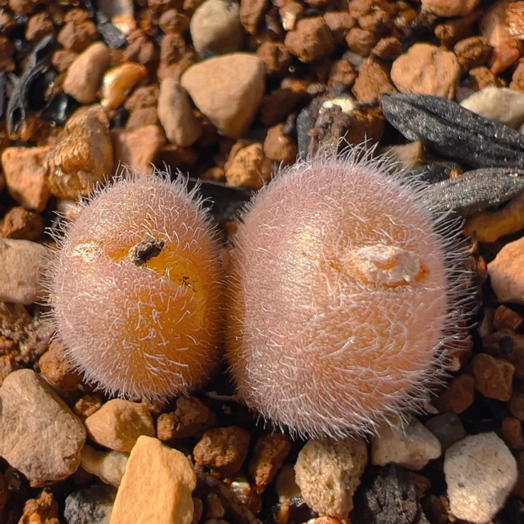 129多肉植物百科知识