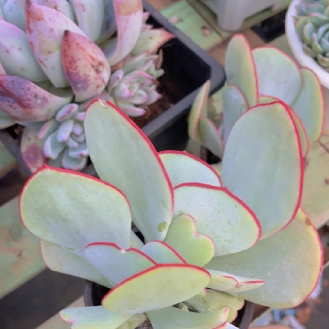 【闪购商品】白眉02196