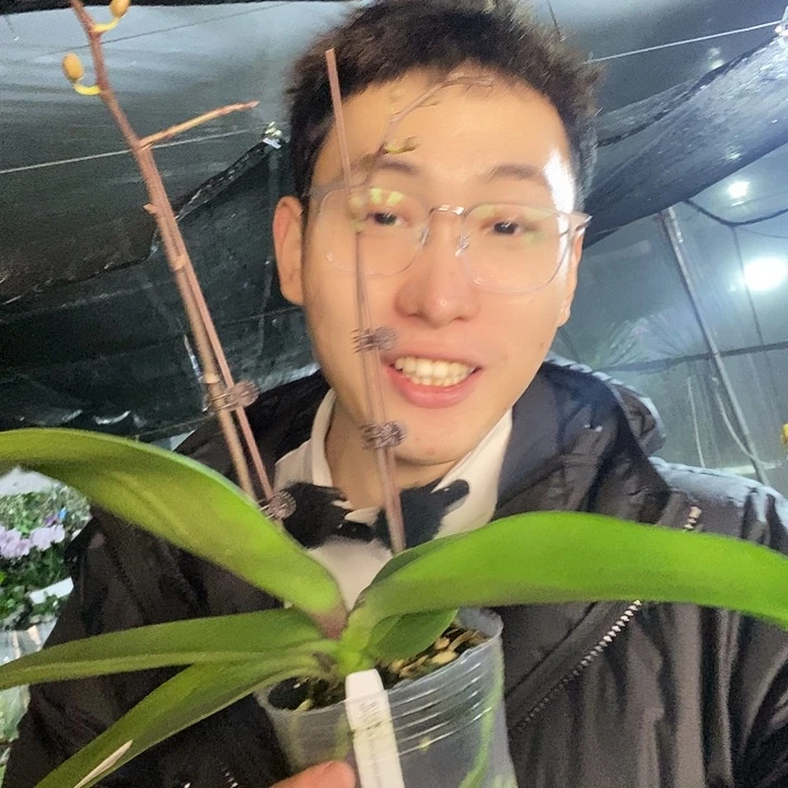 无花朵夏日雪纺蝴蝶兰