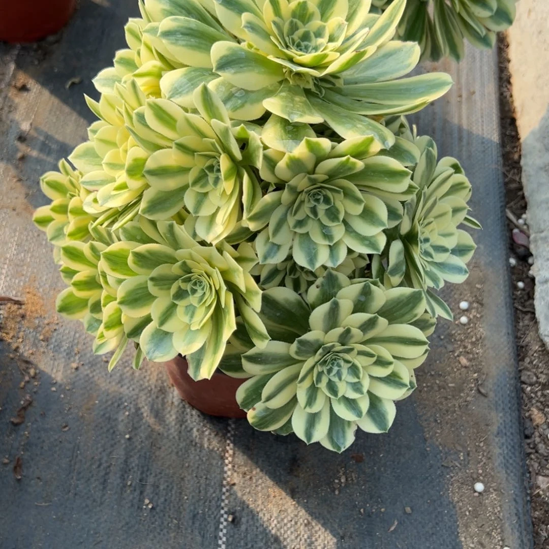 104迈巴赫多肉植物山东发