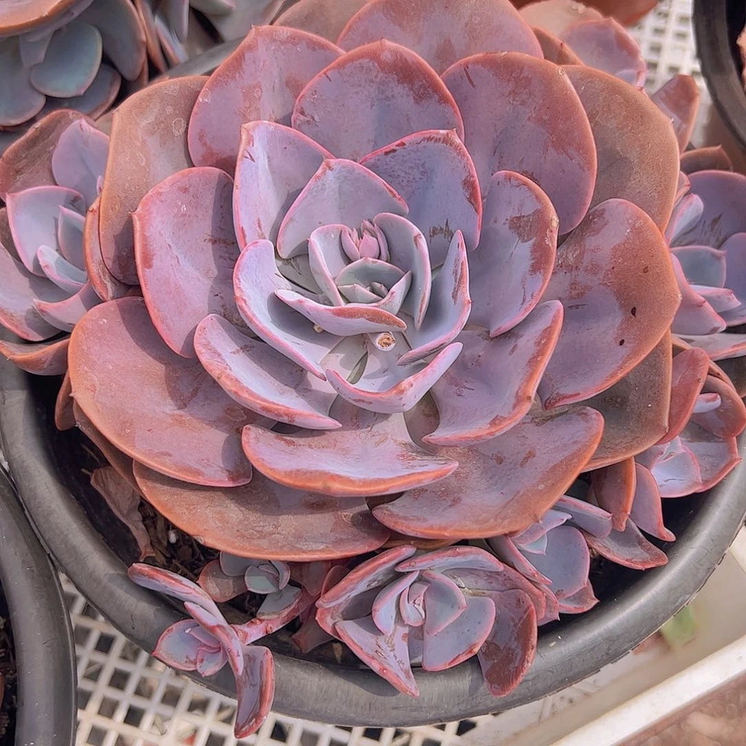 尘埃玫瑰大单头带多仔整装