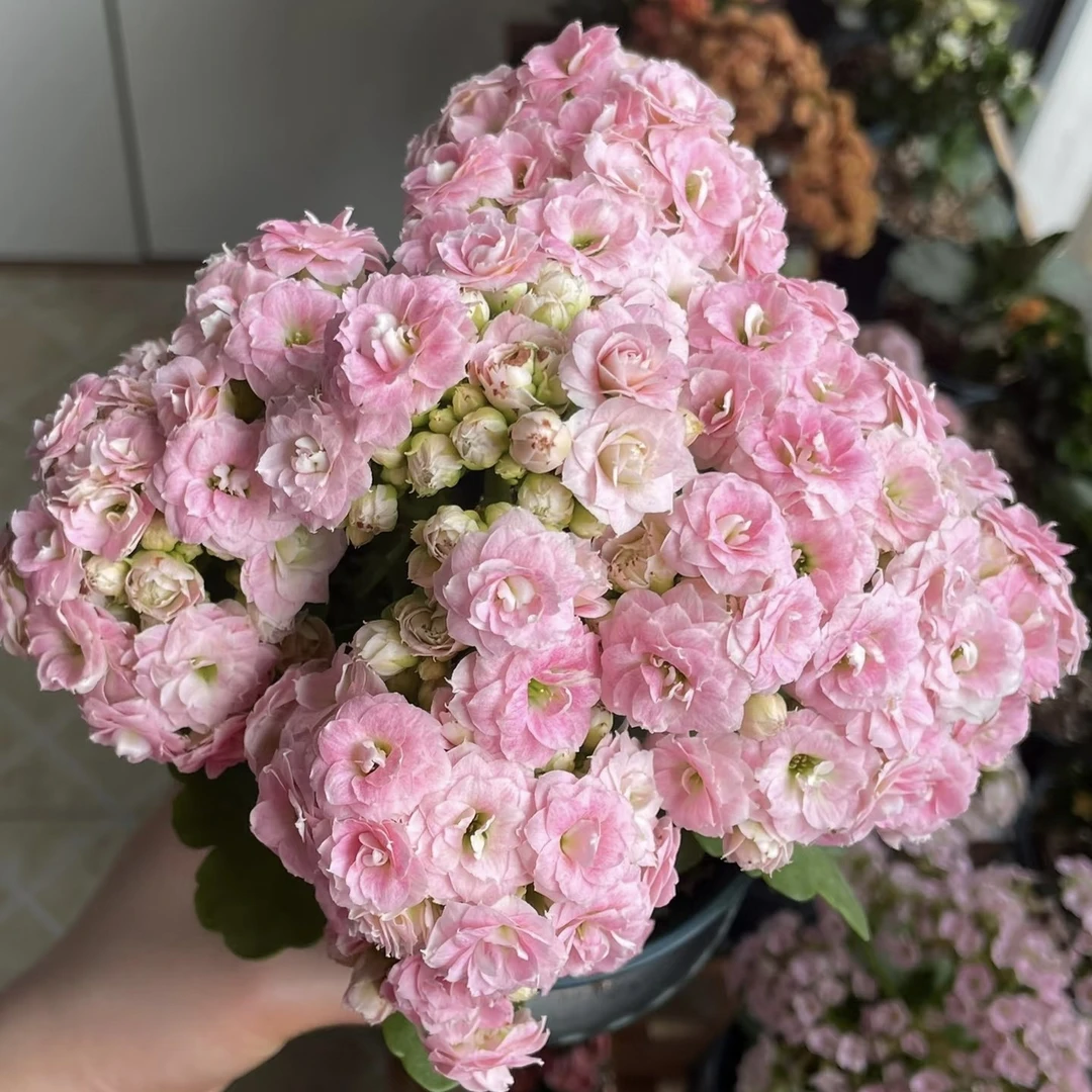 〖哈罗克拉拉〗110盆长寿花