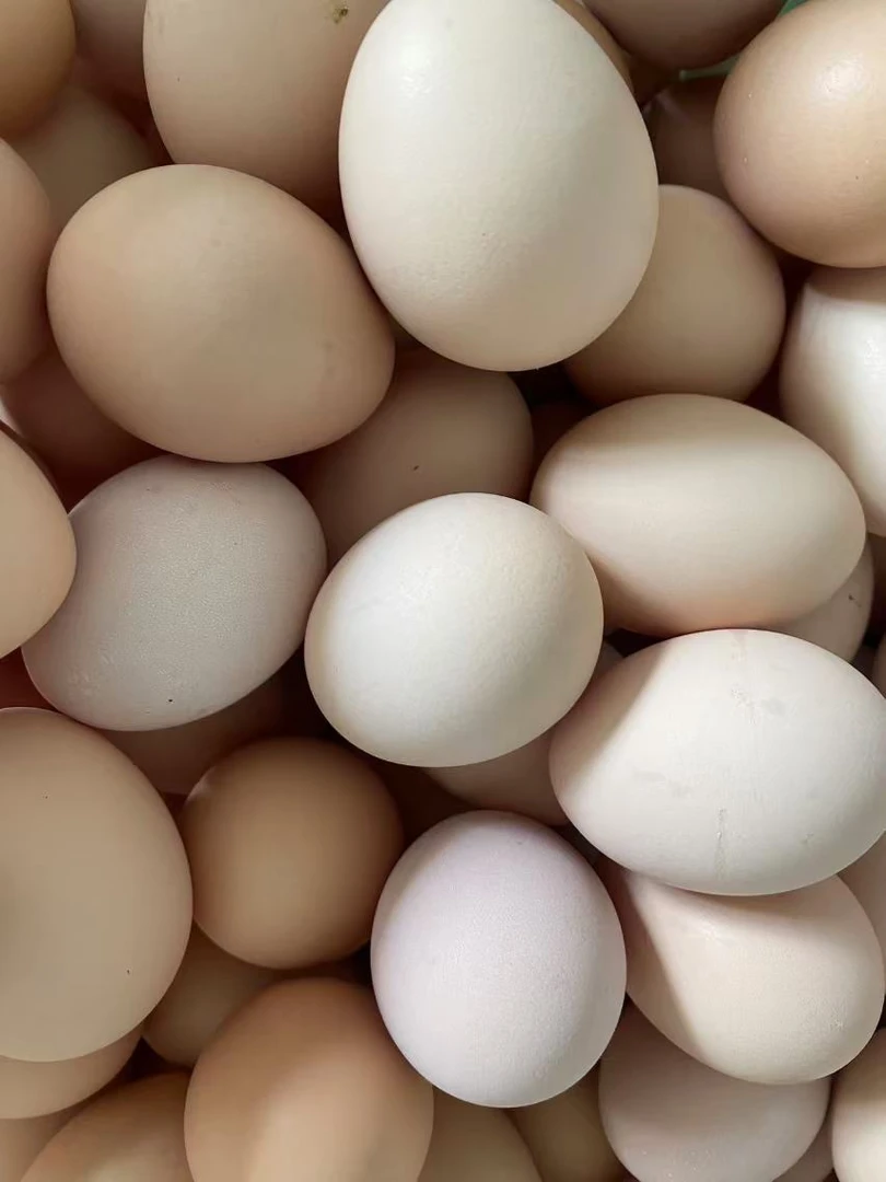 天津蓟县散养柴鸡蛋