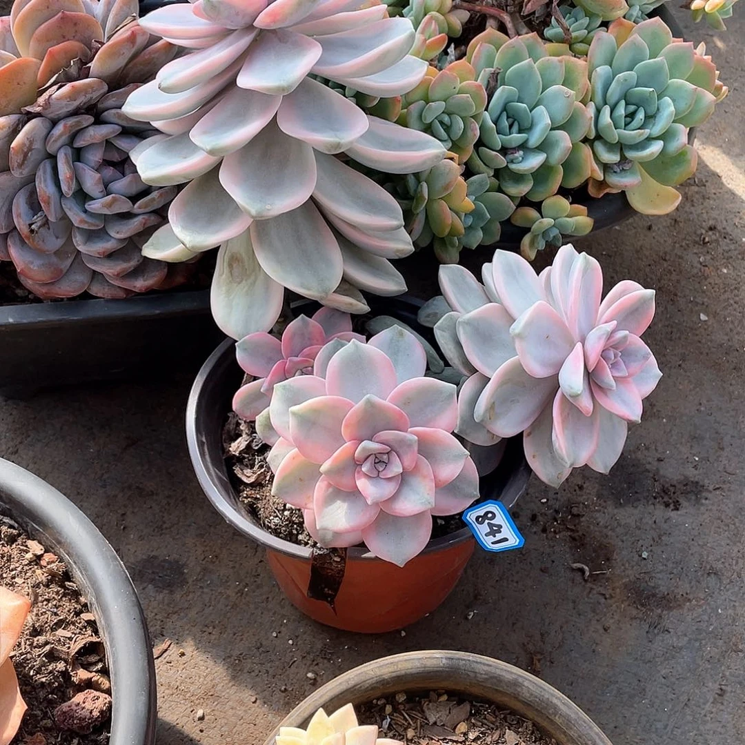 841紫乐锦一物一拍多肉