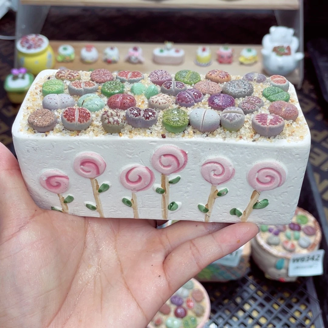 w6344 开播福利 带盆土发货一物一拍