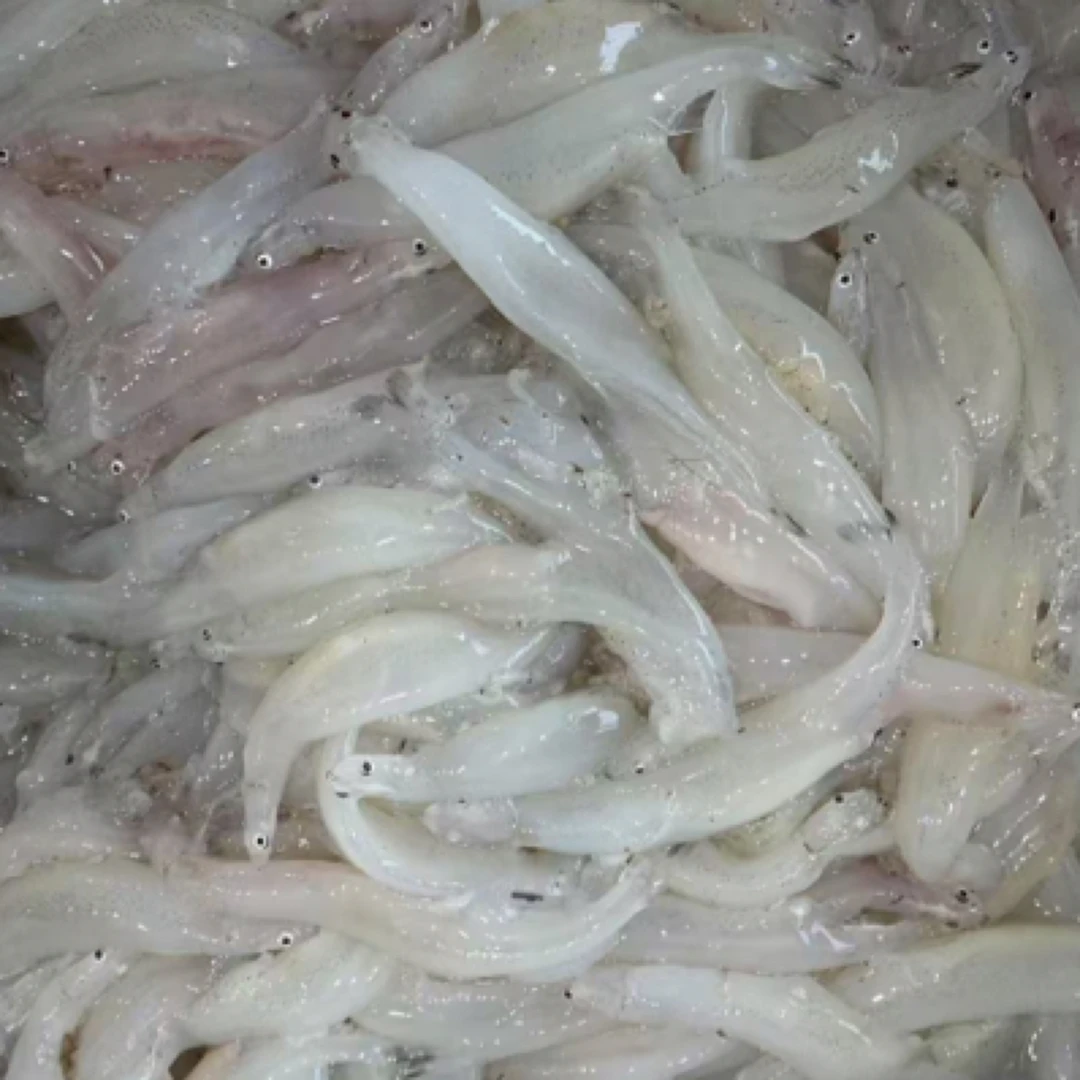 渤海湾 面条鱼 2斤起