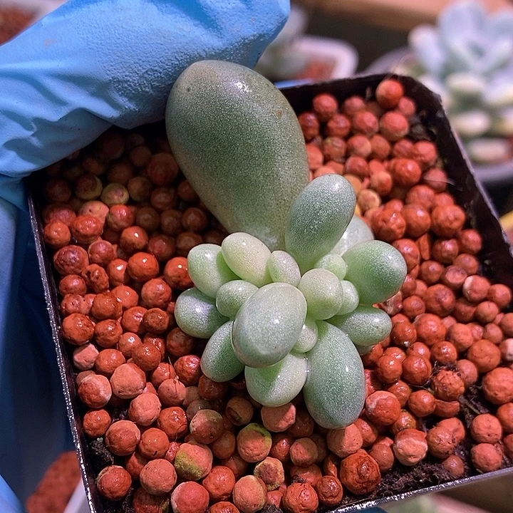 赵***子香可可奶酪锦多肉植物