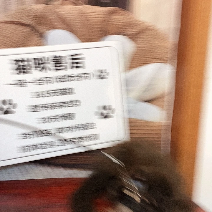 纯种俄系缅因纯黑弟弟