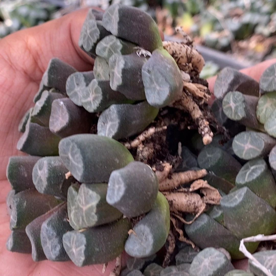 1667 一颗万象 超级618福利。