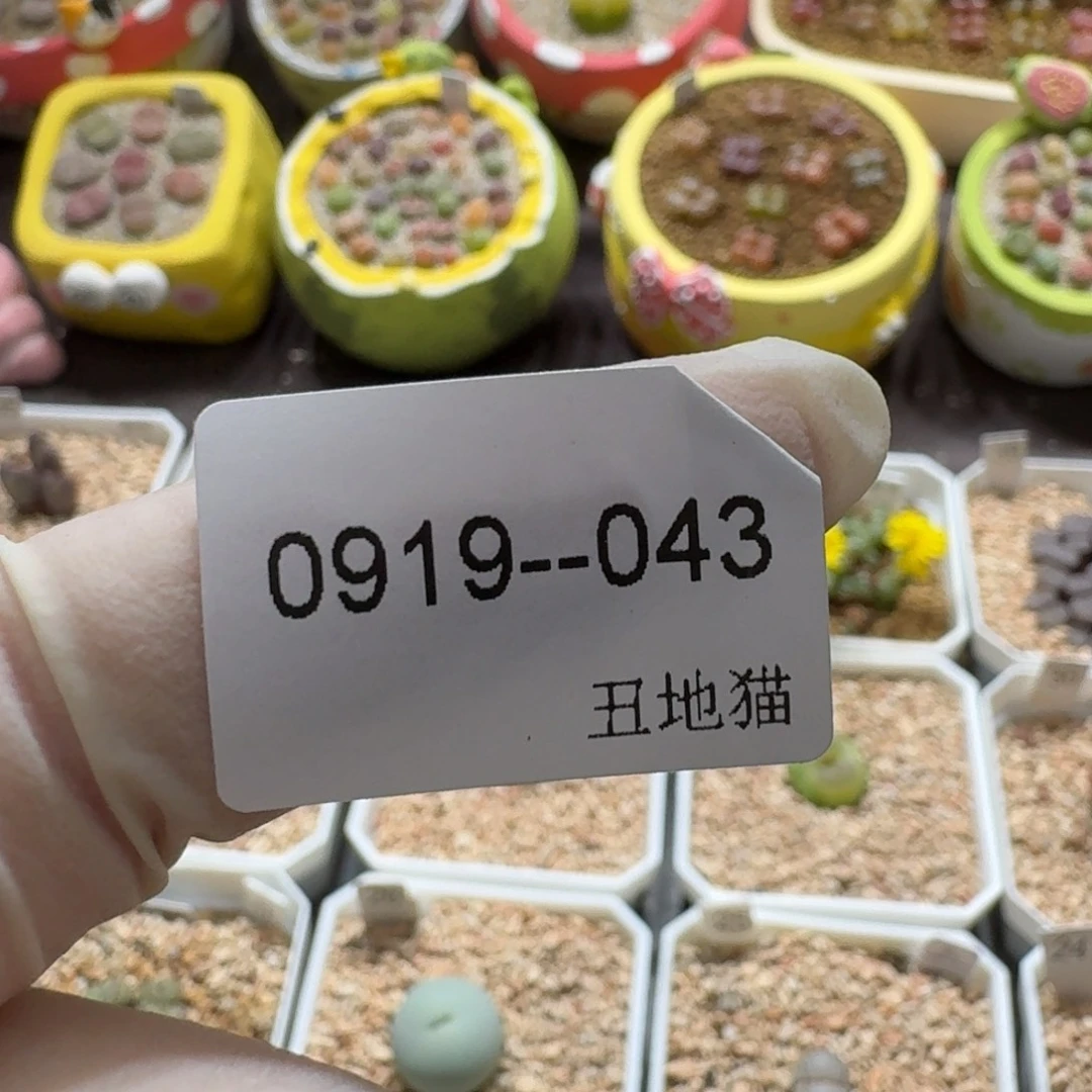 莹***0919-043卷卷卷卷卷