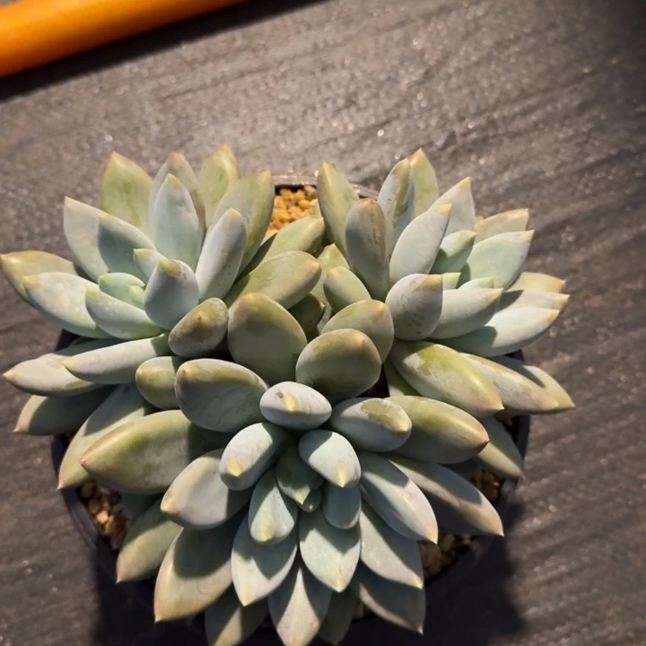 多肉植物哥特萝莉