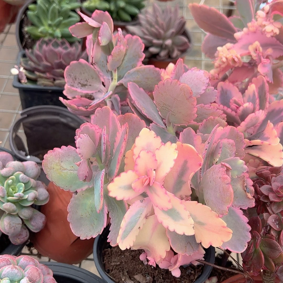 蝴蝶之舞锦多头造型精品