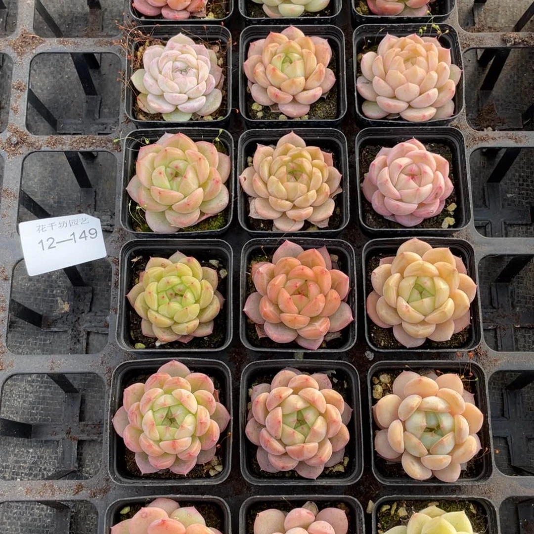 一物一拍18棵12-149