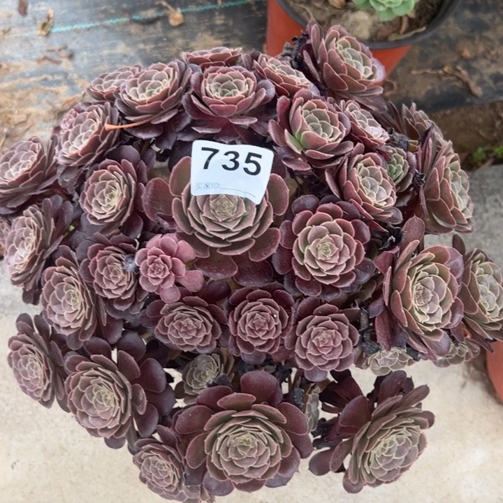 735荷兰玫瑰35厘米左右