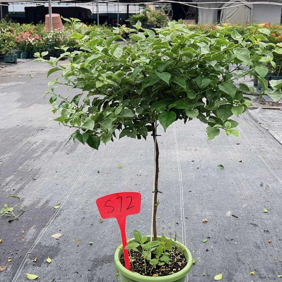 当前无花栽培后可以开花那**月S72少女心