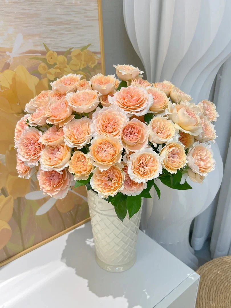 【半岛花铺】杏色拉拉队 多头玫瑰任意2单或以上包邮发货鲜切花