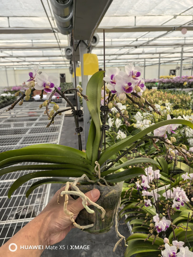 《林茨》3.5寸 蝴蝶兰桌面阳台盆栽花卉