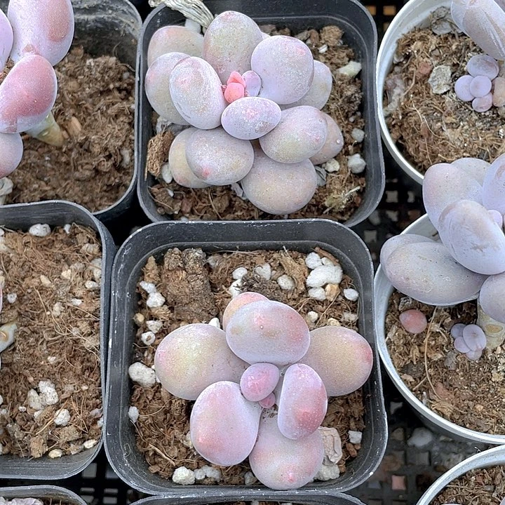 单头蛋黄奶带盆土