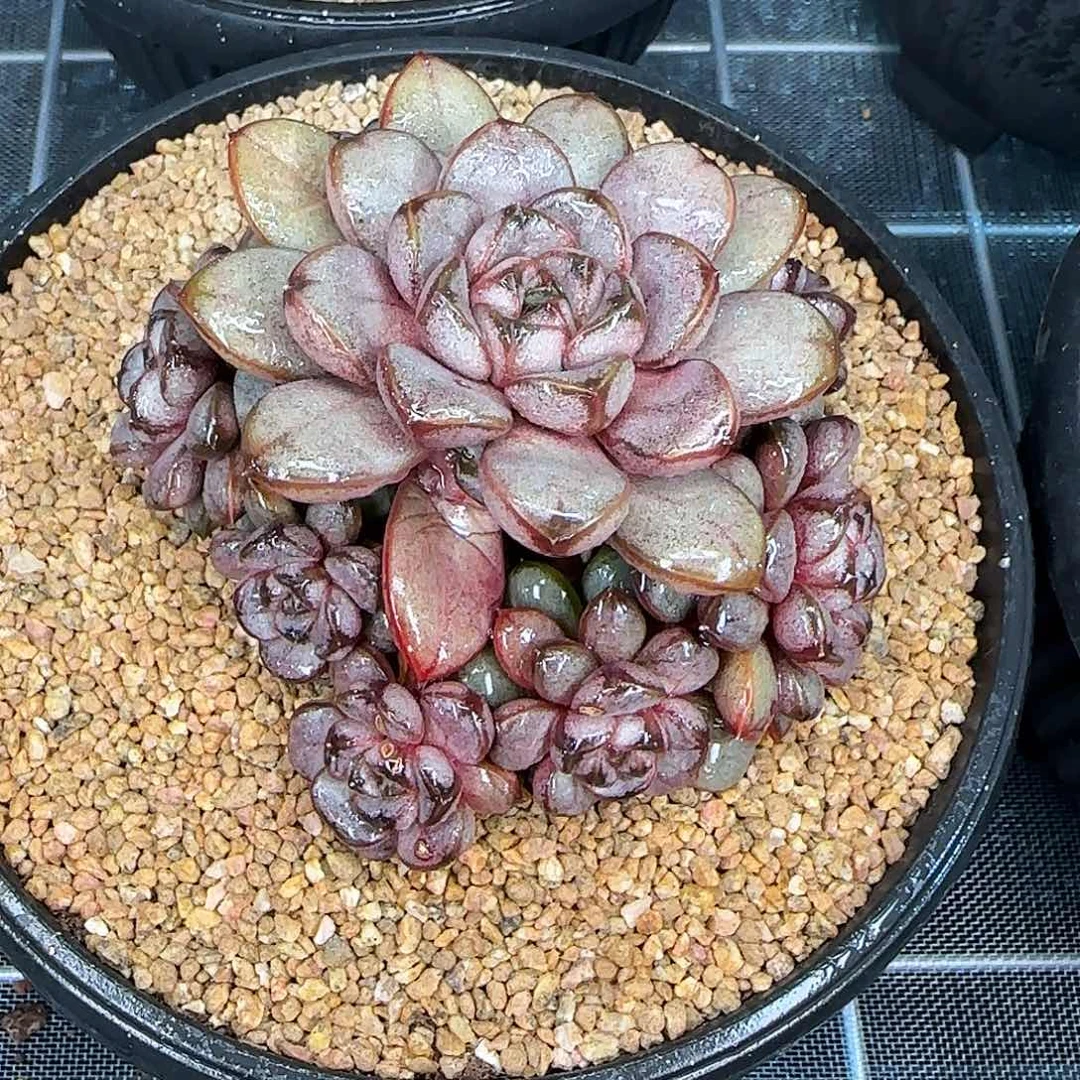 从前慢花园精选葡萄小