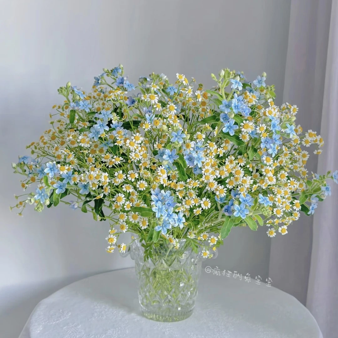 【三兄弟草花盲盒大福利】3扎草花