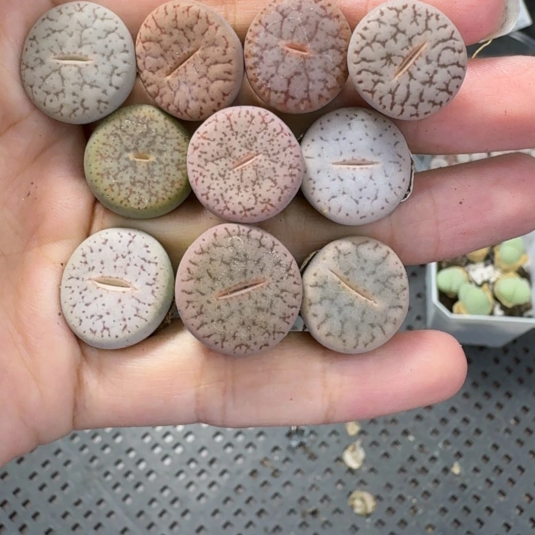 3349 生石花和肉锥