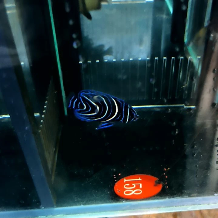 蓝纹6+/6-78-158海水
