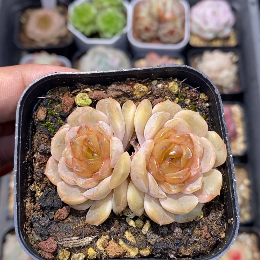 【闪购商品】芝*鱼熔晶多肉